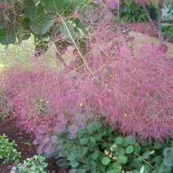 Rockefeller-Garden