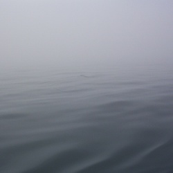 Whale-Watching-1